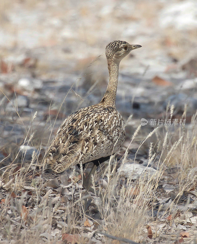 Red-Crested Korhaan